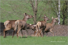 <p>JELEN LESNÍ (Cervus elaphus) Šluknovsko - Valdek /Red deer - Rothirsch/</p>